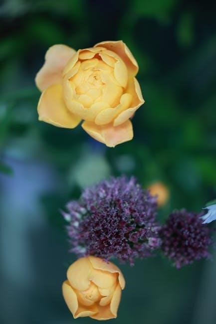 oscar et la dame rose pdf